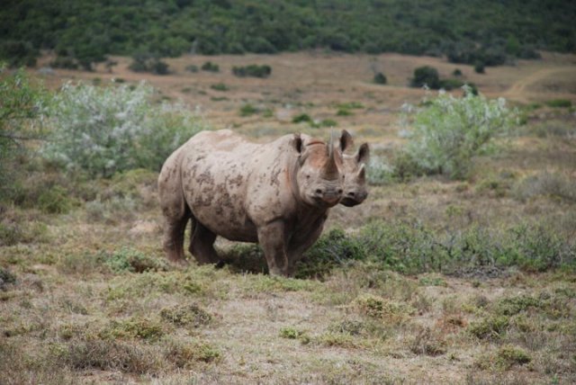 My own lucky encounter with 2 black rhino